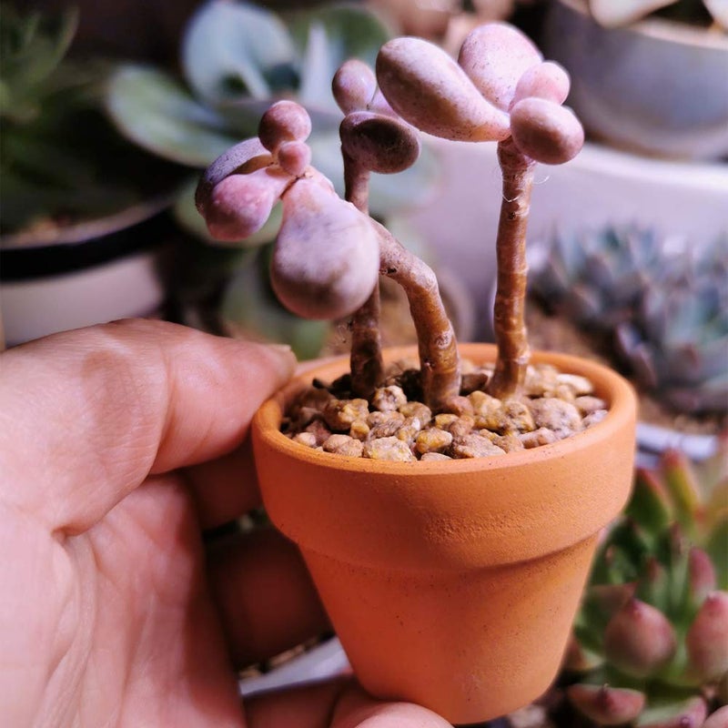 Yishang mini Terracotta Pots with Drainage Holes - 1.5 inches Tiny Clay Nursery Pots for Indoor/Outdoor Mini Plant, DIY Crafts, Wedding Favors(10 Pack) - Image 3